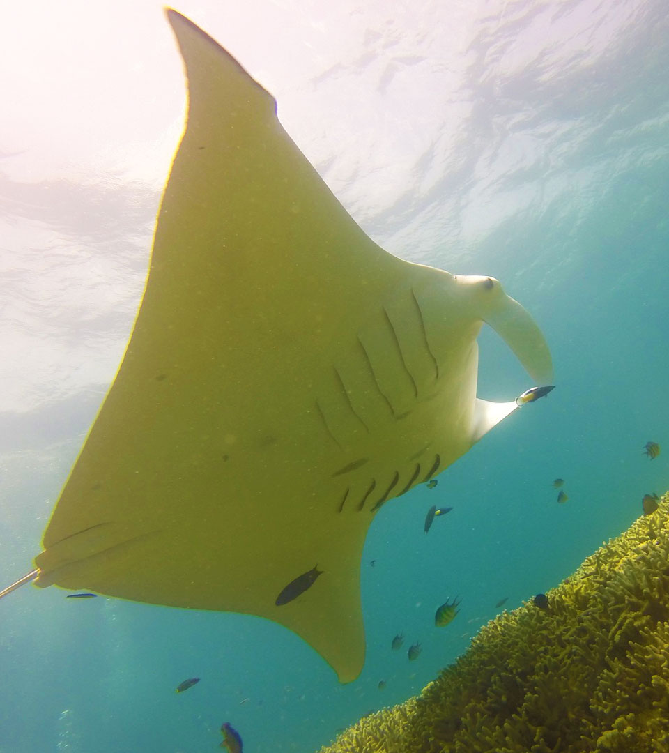Tobago, Caribbean