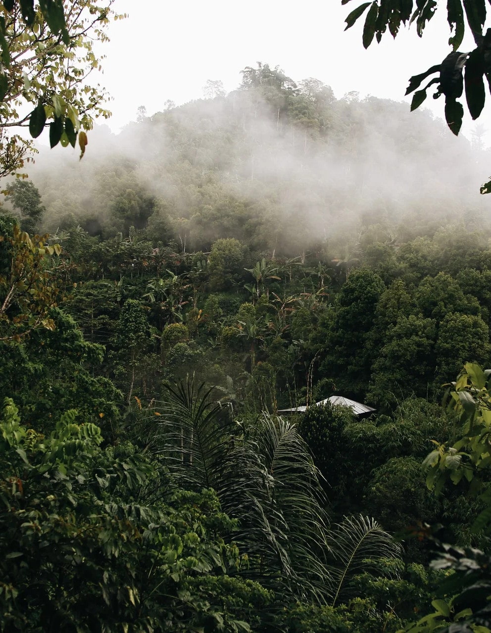 Misha Coffee - $1,500 per kilogram