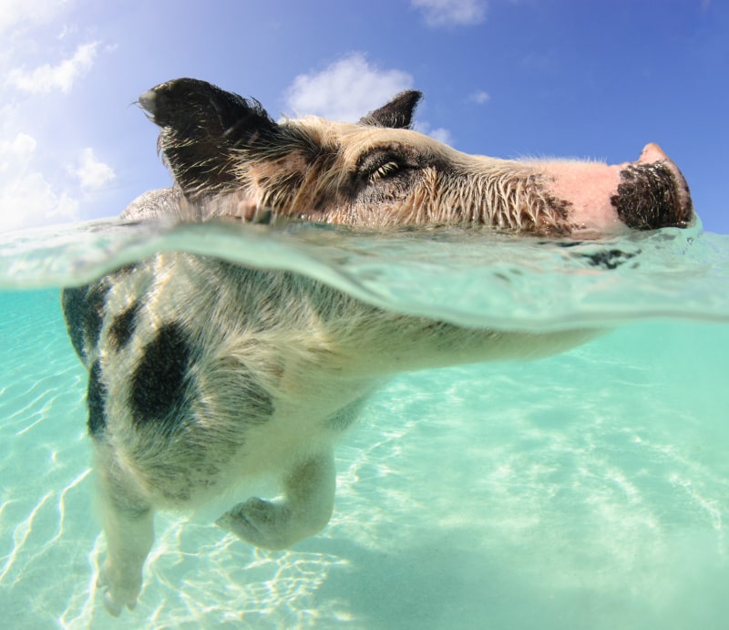 Big Major Cay ‘Pig Beach’, Exumas, Bahamas
