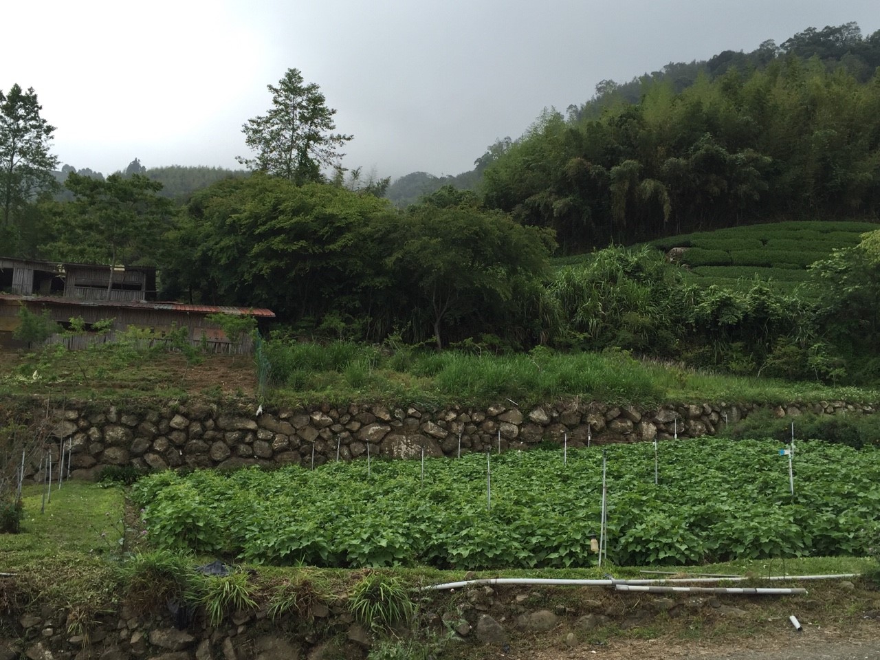 阿里山拜訪