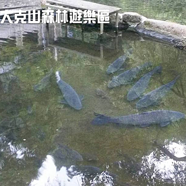 冷泉鱘龍魚池