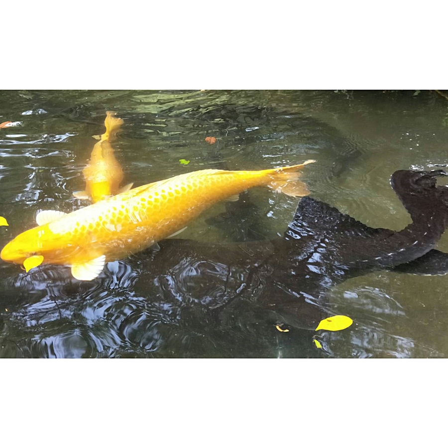 鱘龍魚冷泉池