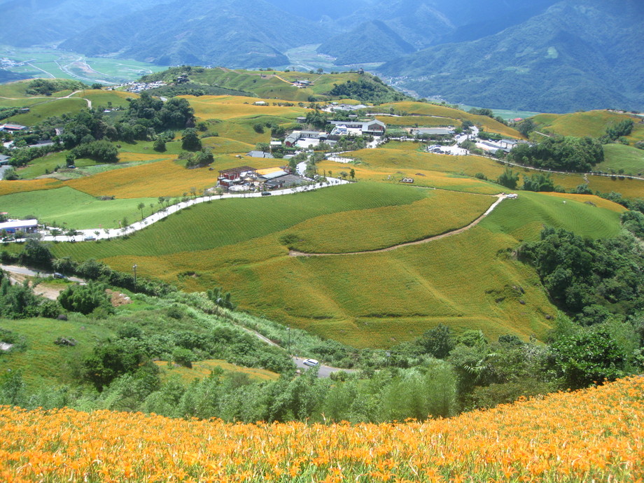 金針花開~六十石山