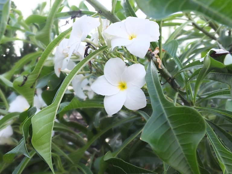 雞蛋花(改良)