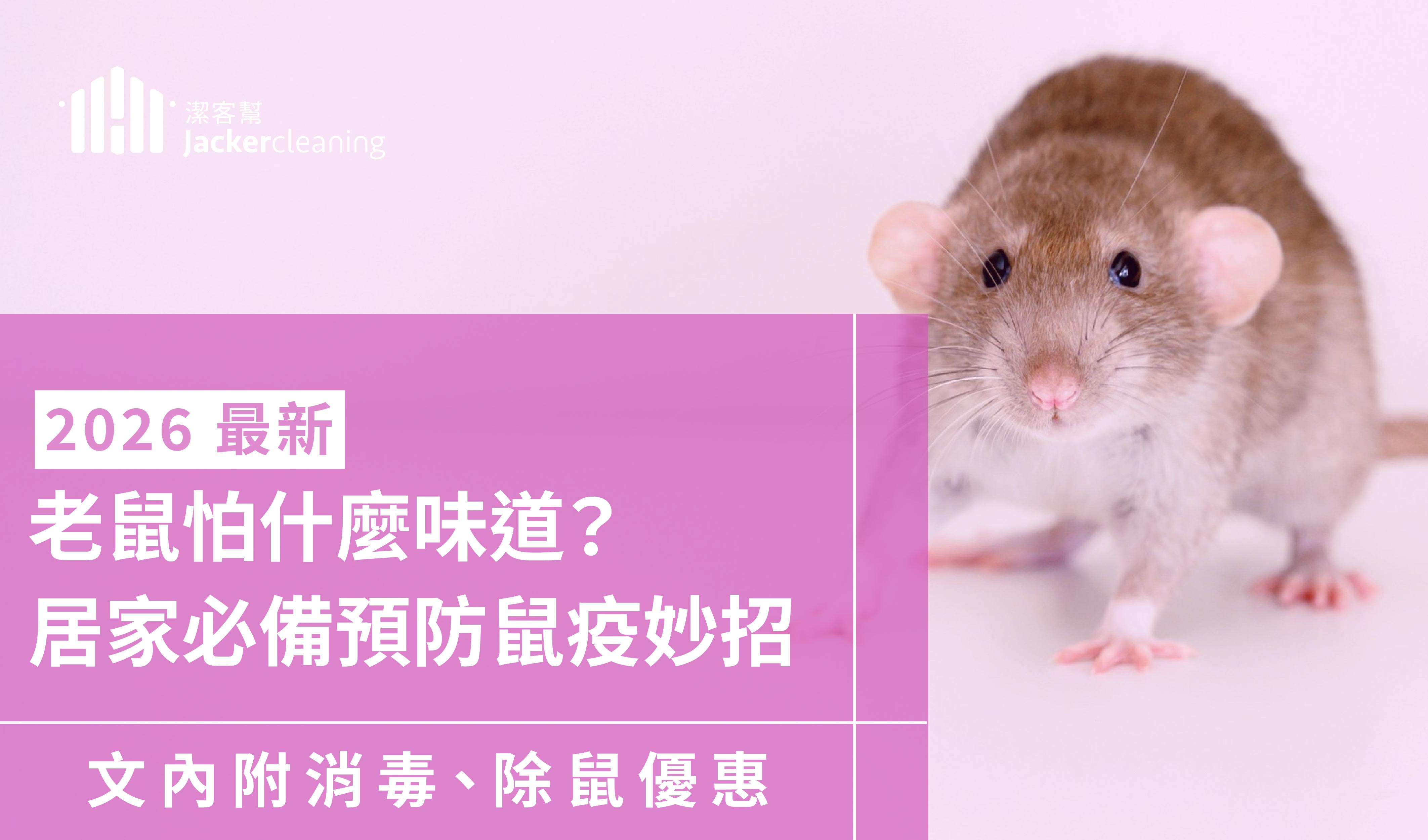 老鼠怕什麼味道？2026 居家驅鼠全攻略：解析弱點與環境防護網