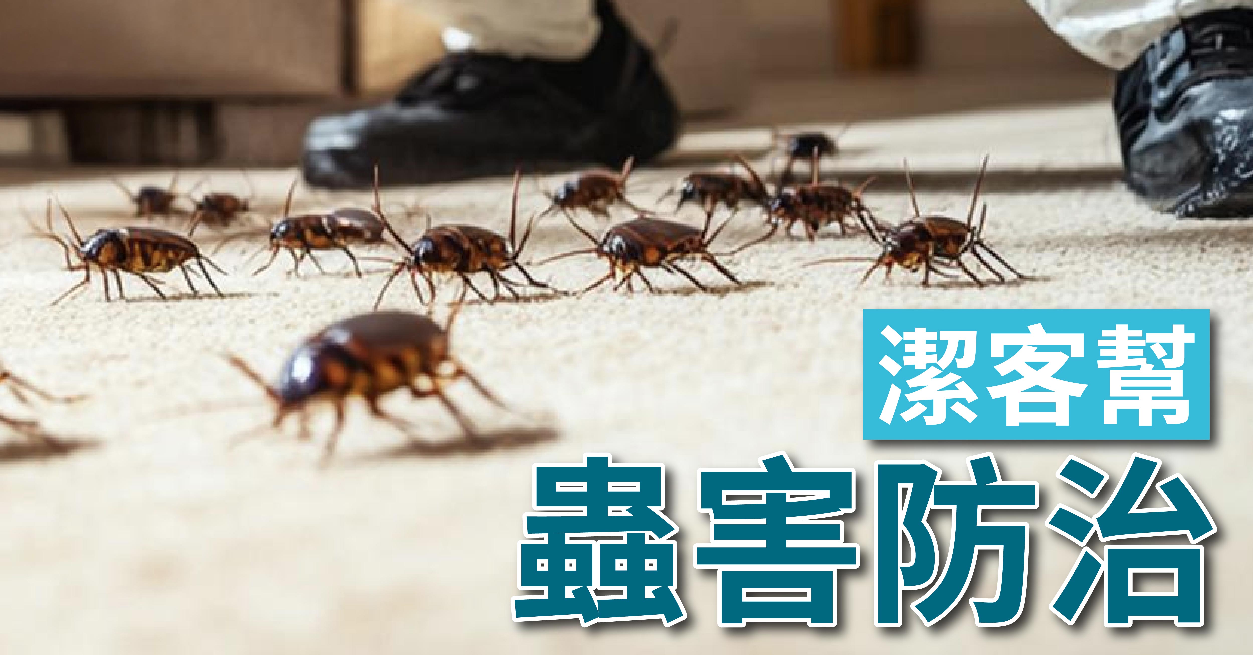 潔客幫|
除蟲服務