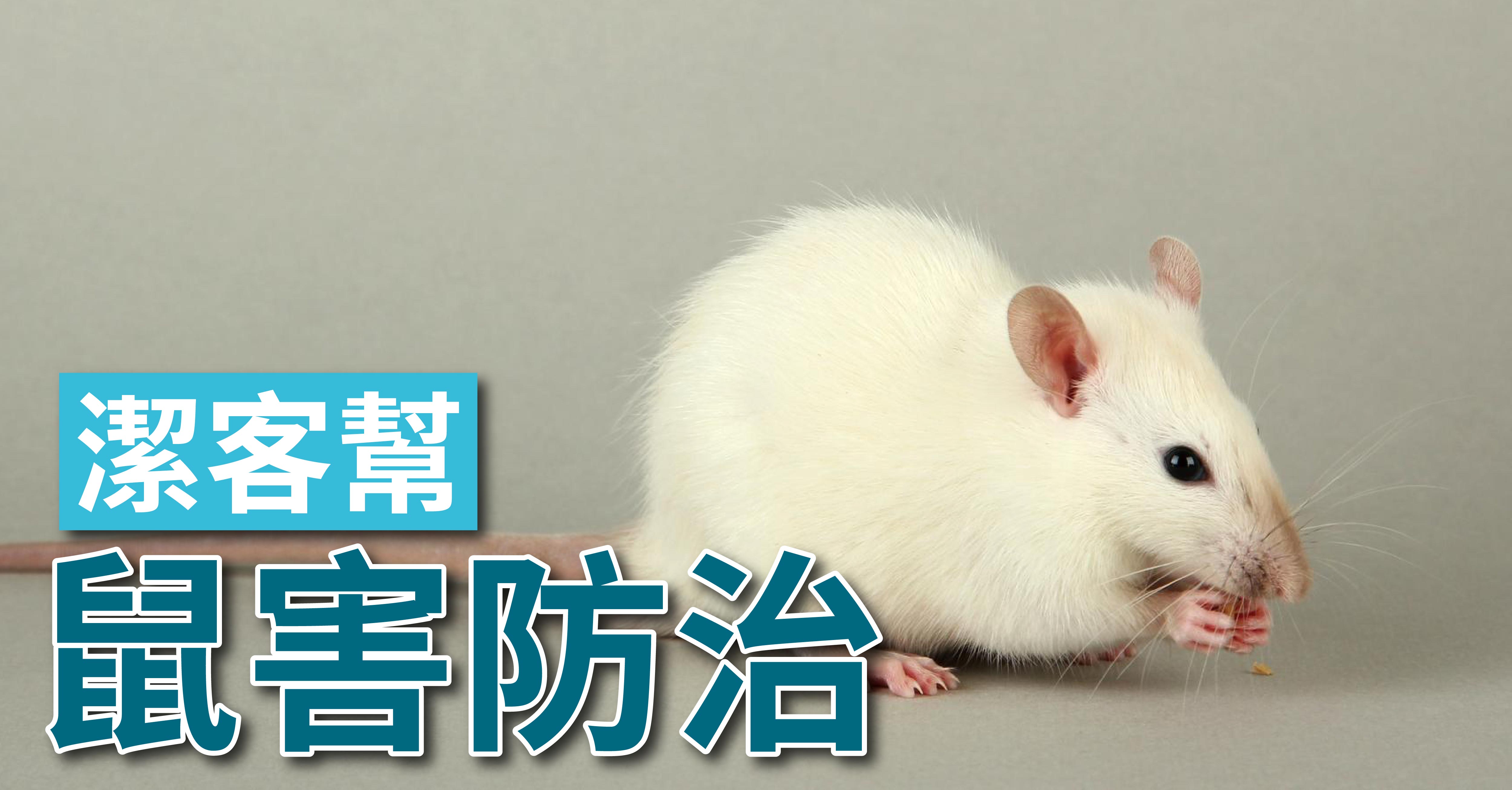 潔客幫｜
滅鼠服務