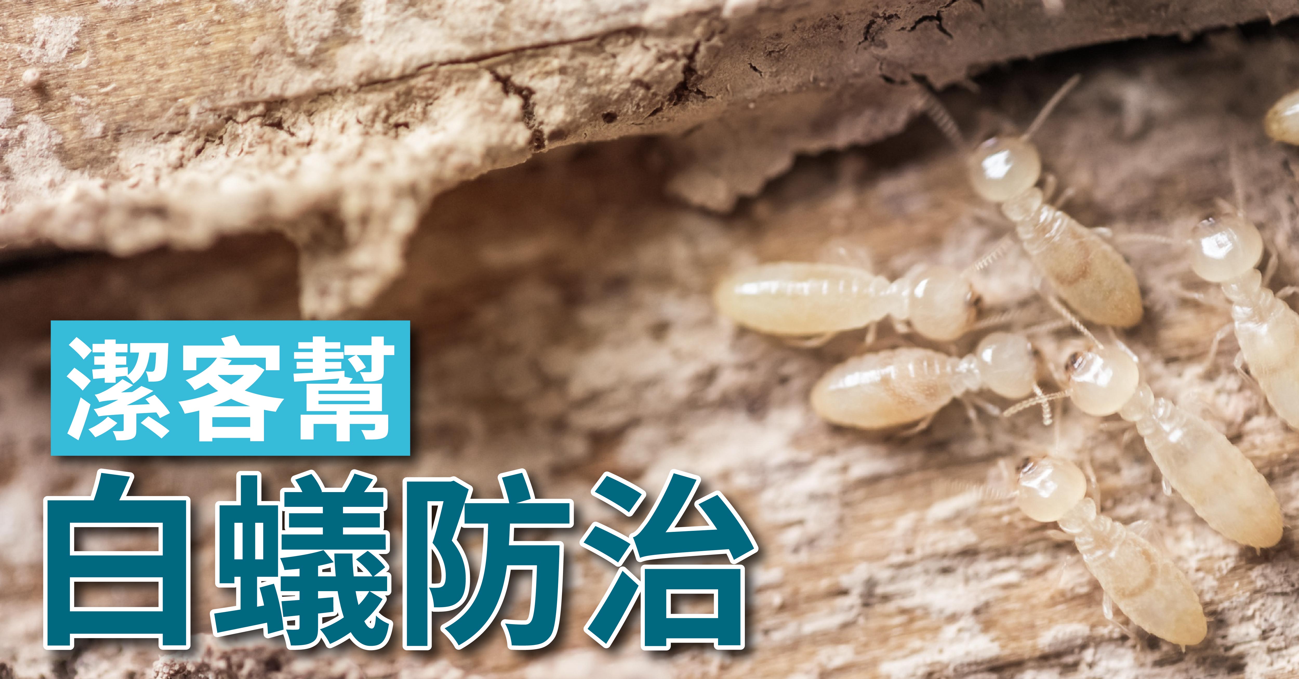 潔客幫｜
滅白蟻服務