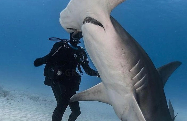 man swimming next to a shark
