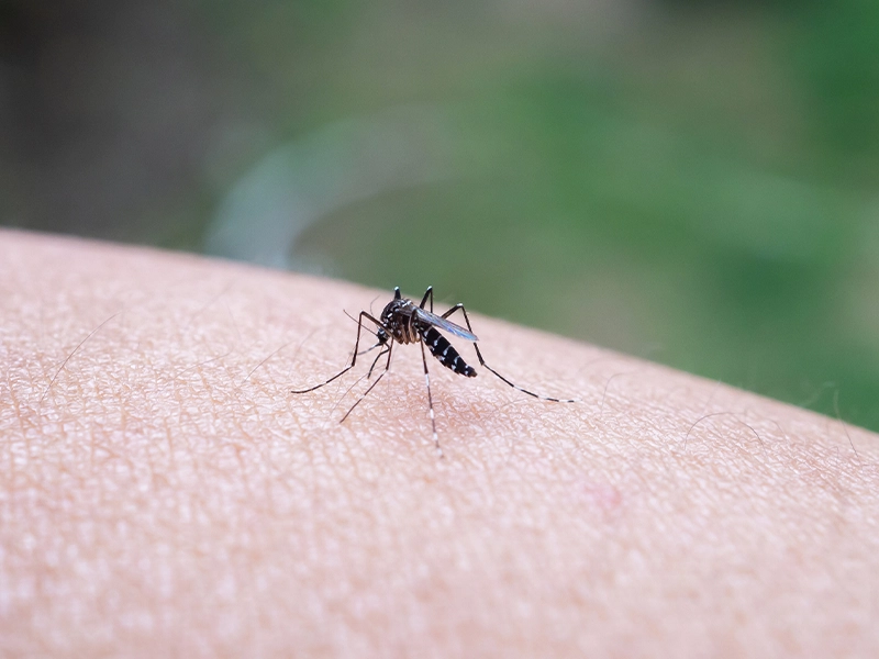 Close-up of a mosquito standing on a person's arm.