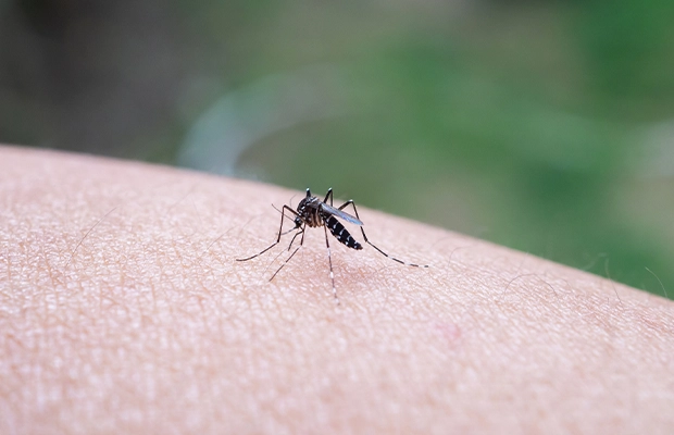 Close-up of a mosquito standing on a person's arm.