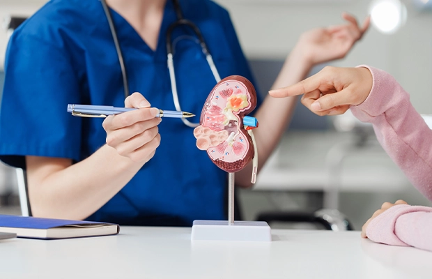 person pointing dummy of a kidney
