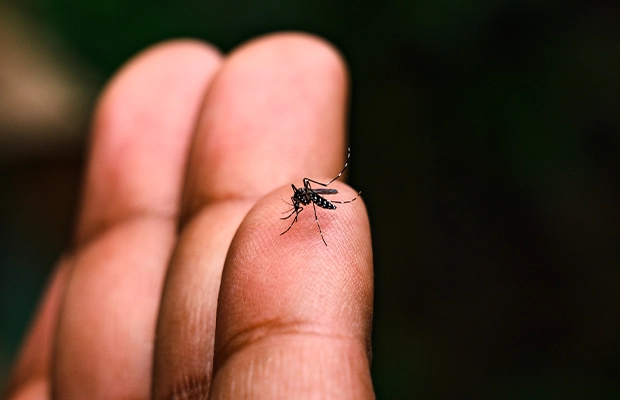 Close-up of a crane fly standing on a person's finger.