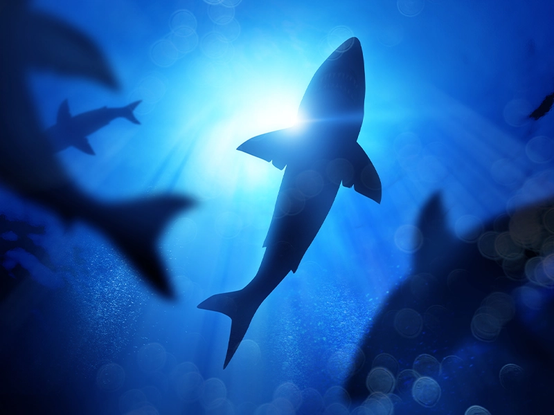 photograph of a shark underwater