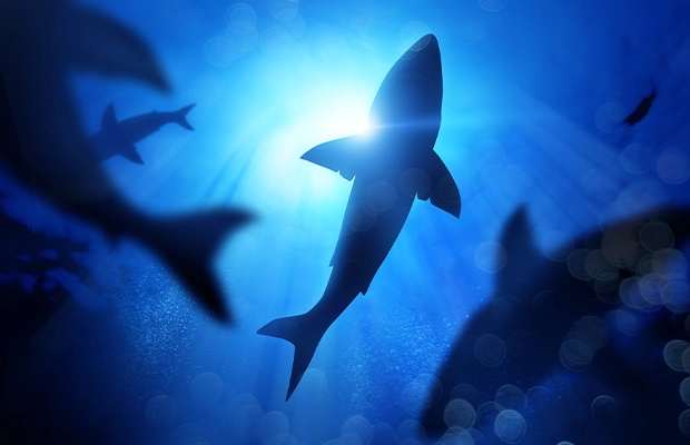 photograph of a shark underwater