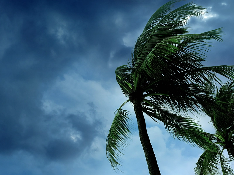 palm tree moving strongly in the wind
