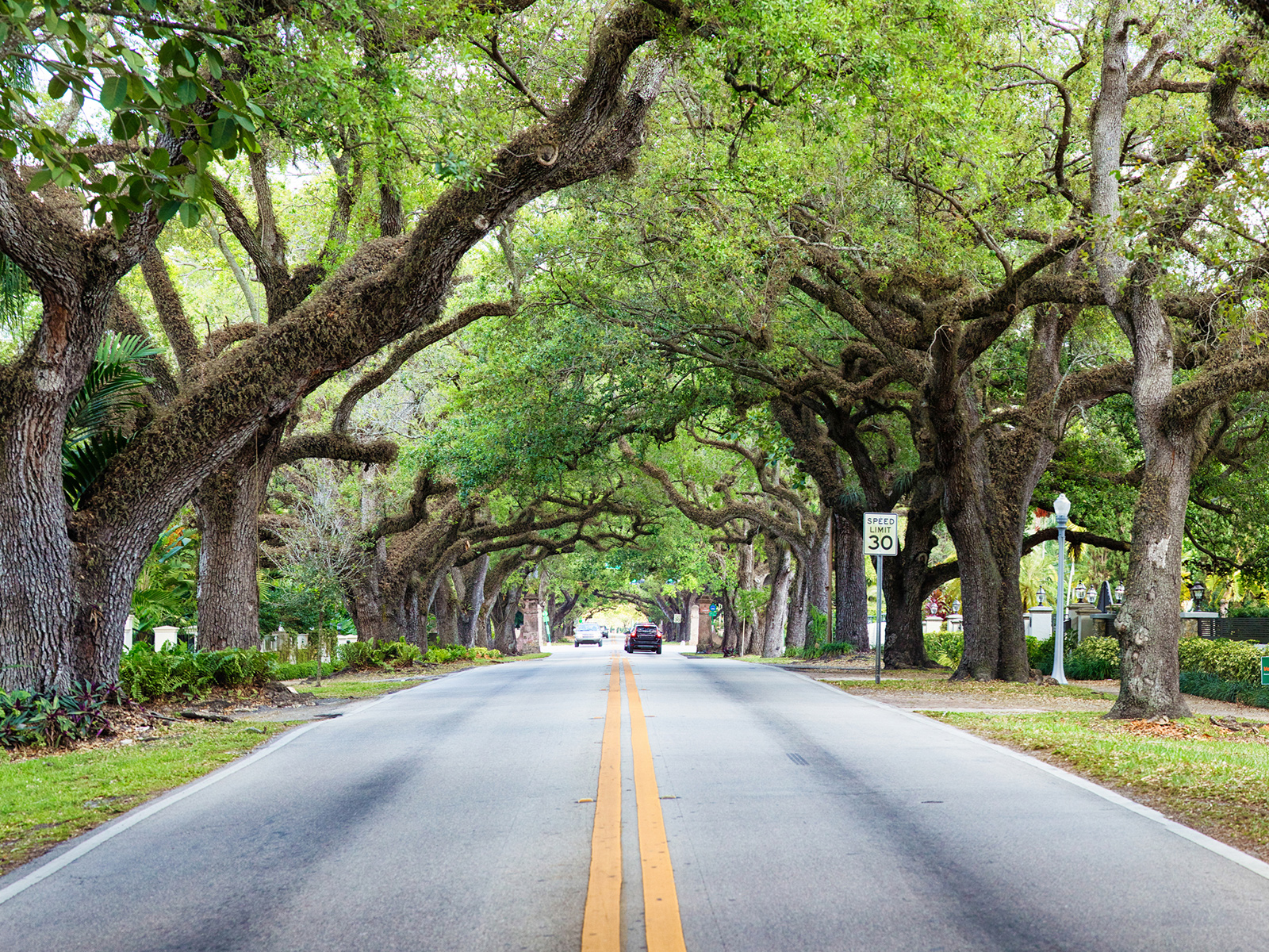 Moss and trees growing around a road in Coral Gables