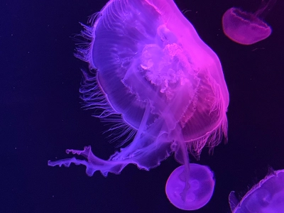 purple jellyfish