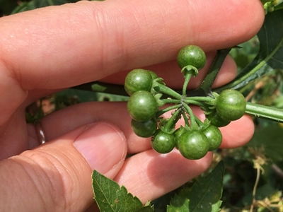 hand showing green seeds