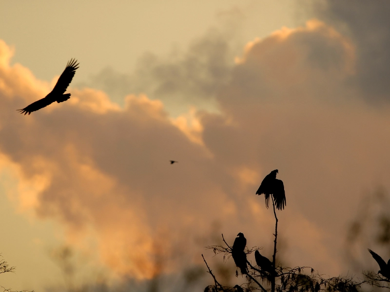 pimps flying under a sunset
