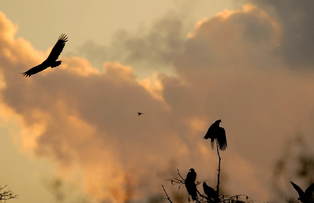 pimps flying under a sunset