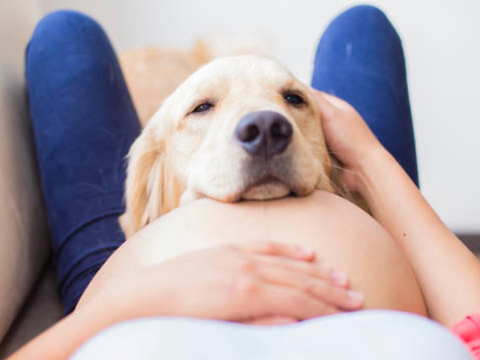 A golden retriever laying its head down on a women's pregnant belly