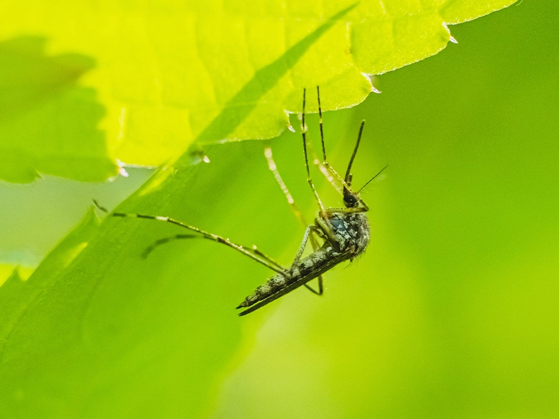 image of a mosquito