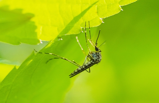 image of a mosquito