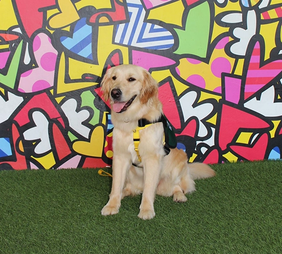A golden retriever sitting in front of a colorful wall