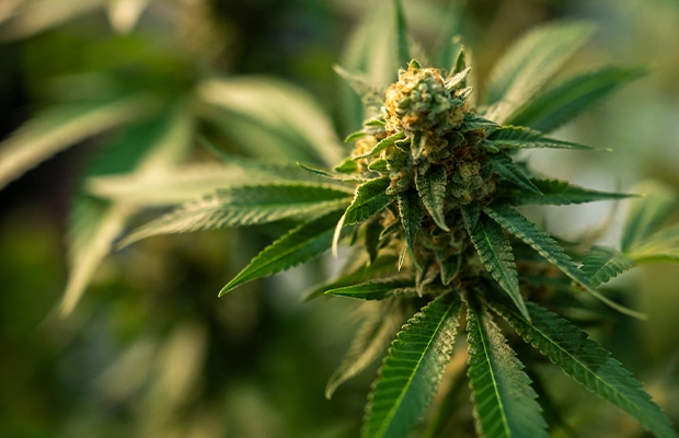 close-up of a plant