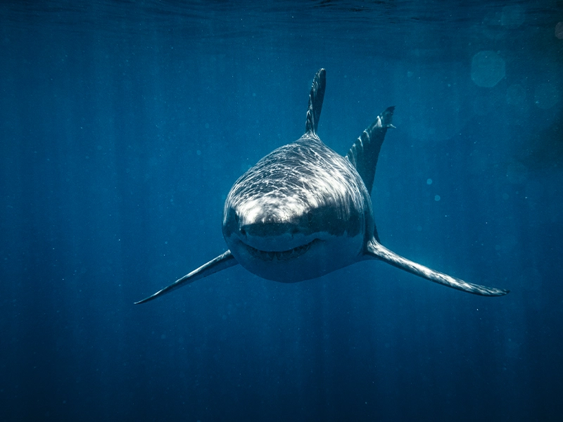 Close-up of a shark underwater.