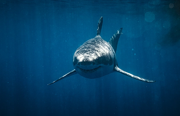 Close-up of a shark underwater.