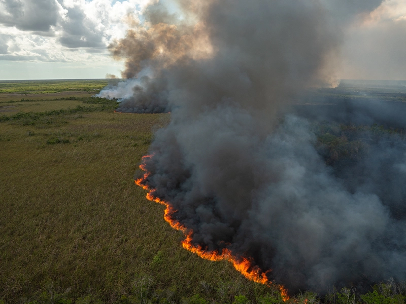 forest on fire