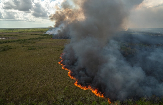 forest on fire