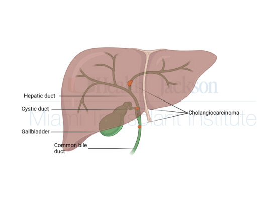 An illustration of a liver