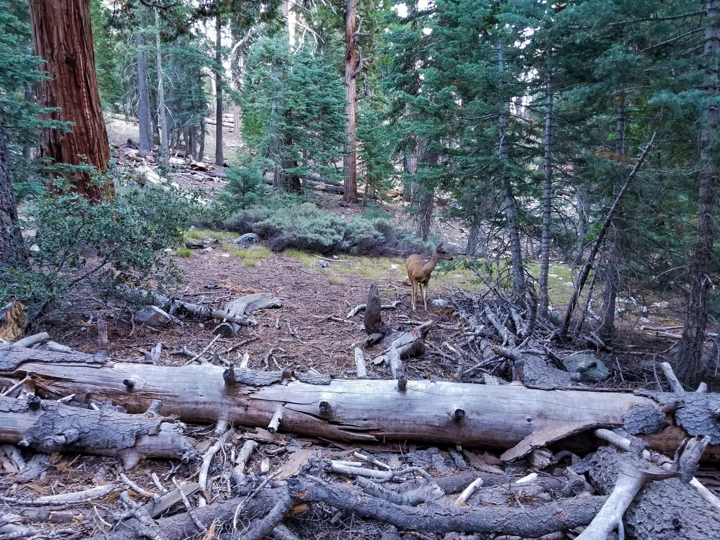 One of several deer seen along the trail