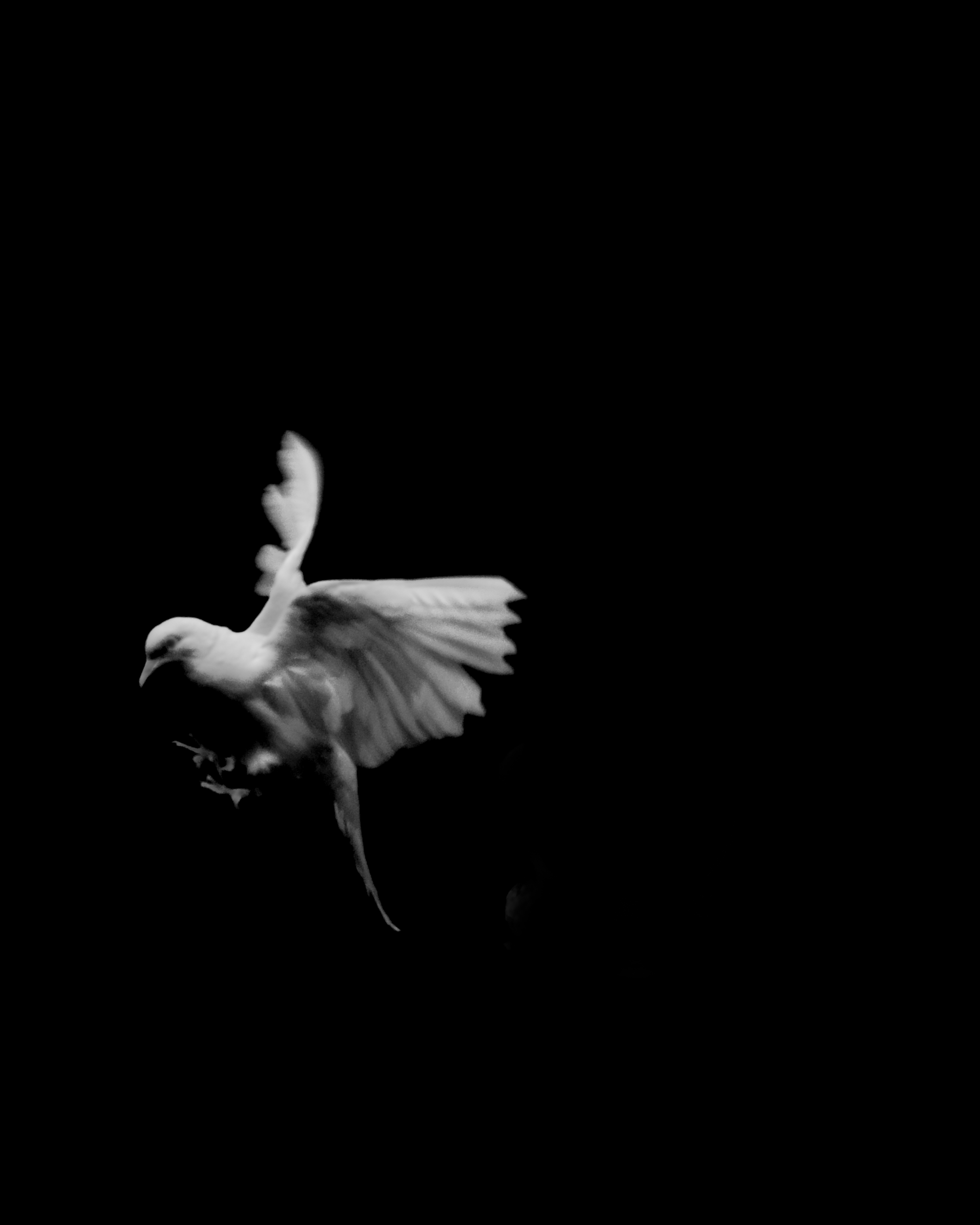 Venus is a dove, room 25: a white dove in flight on black