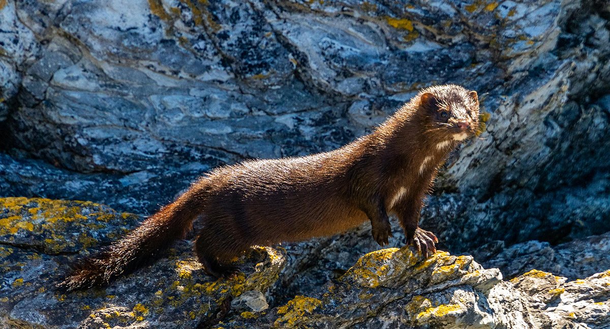 mink1
