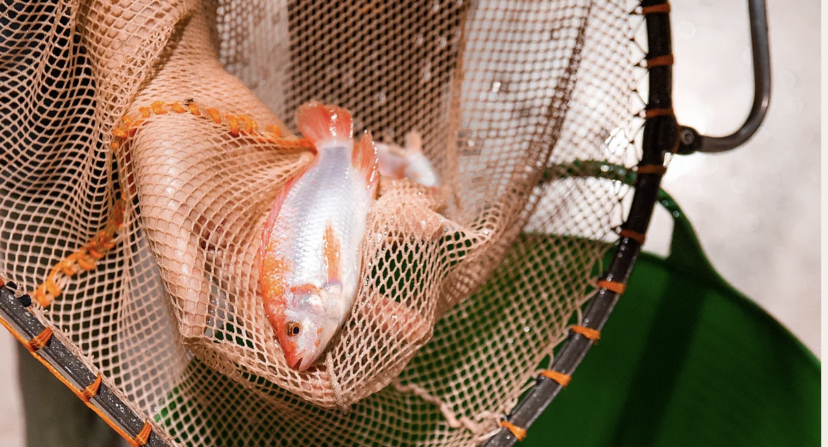 svensk gårdsfisk