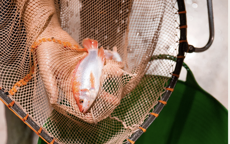 svensk gårdsfisk