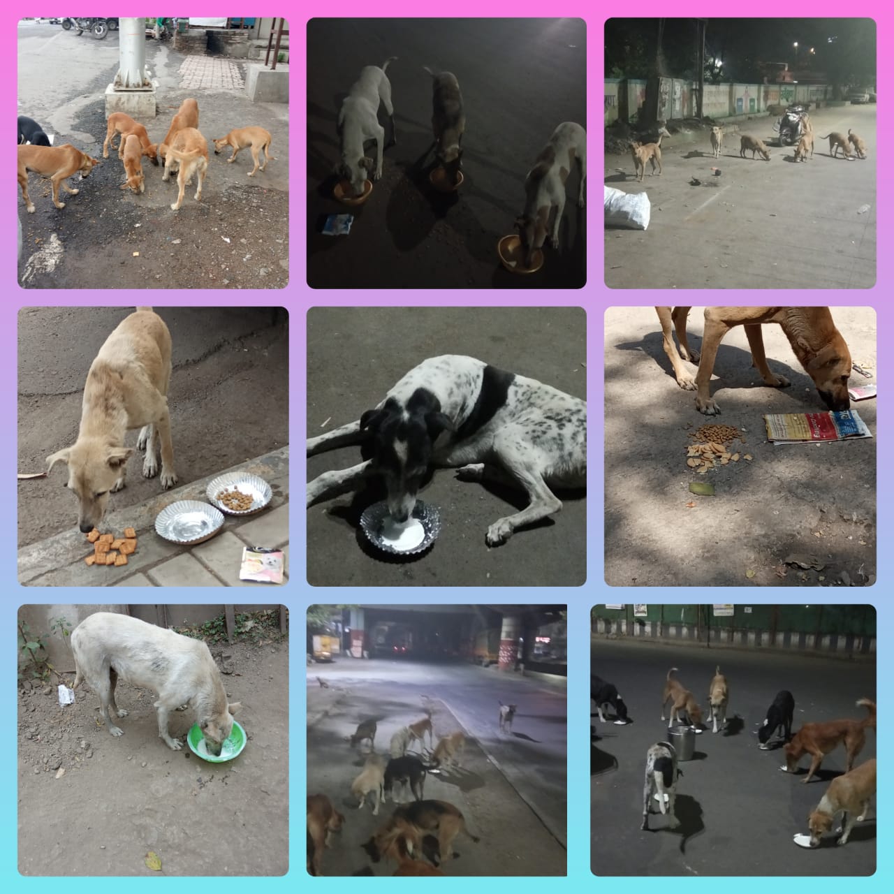 JOSHConnect Foundation Feeding Stray Dogs