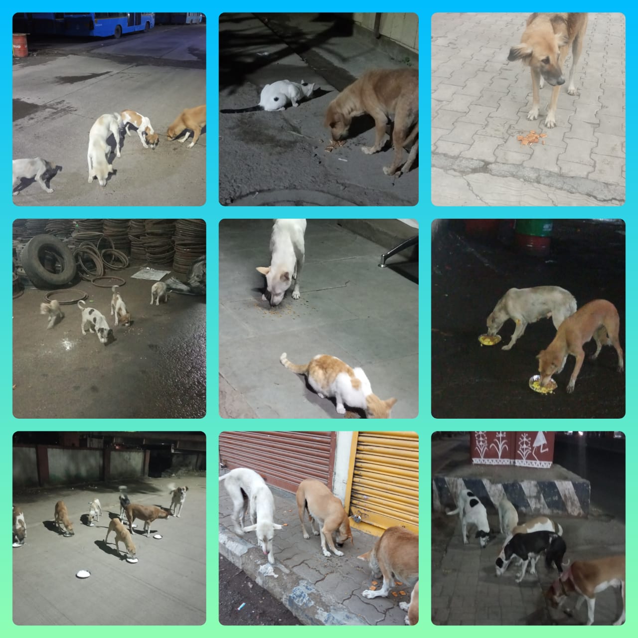 JOSHConnect Foundation Feeding Stray Dogs