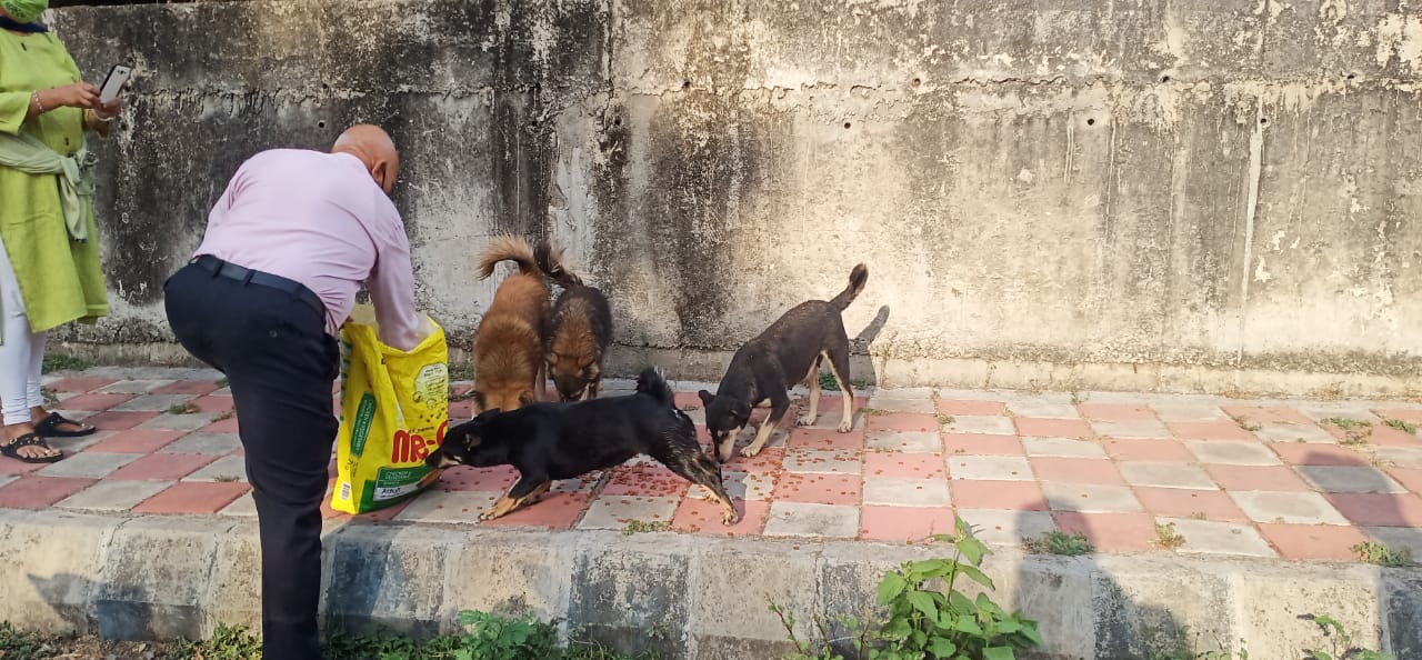 JOSHConnect Foundation Feeding Stray Dogs