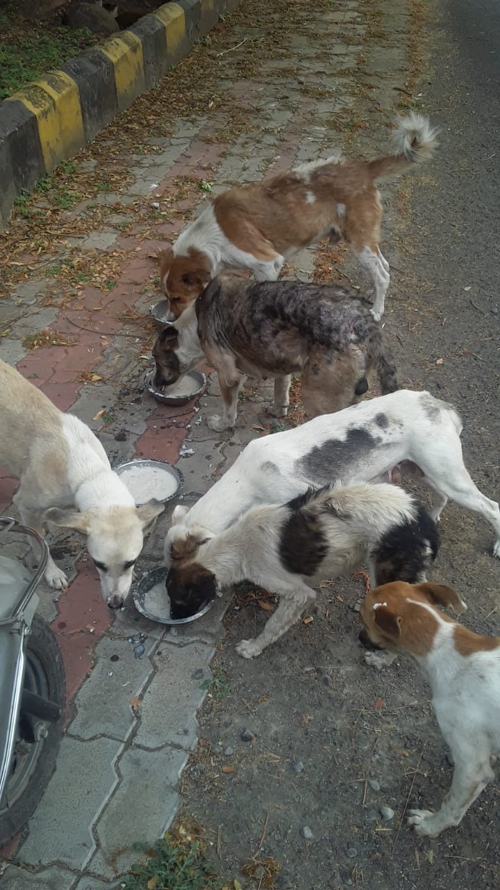 Dog Food Dog Food