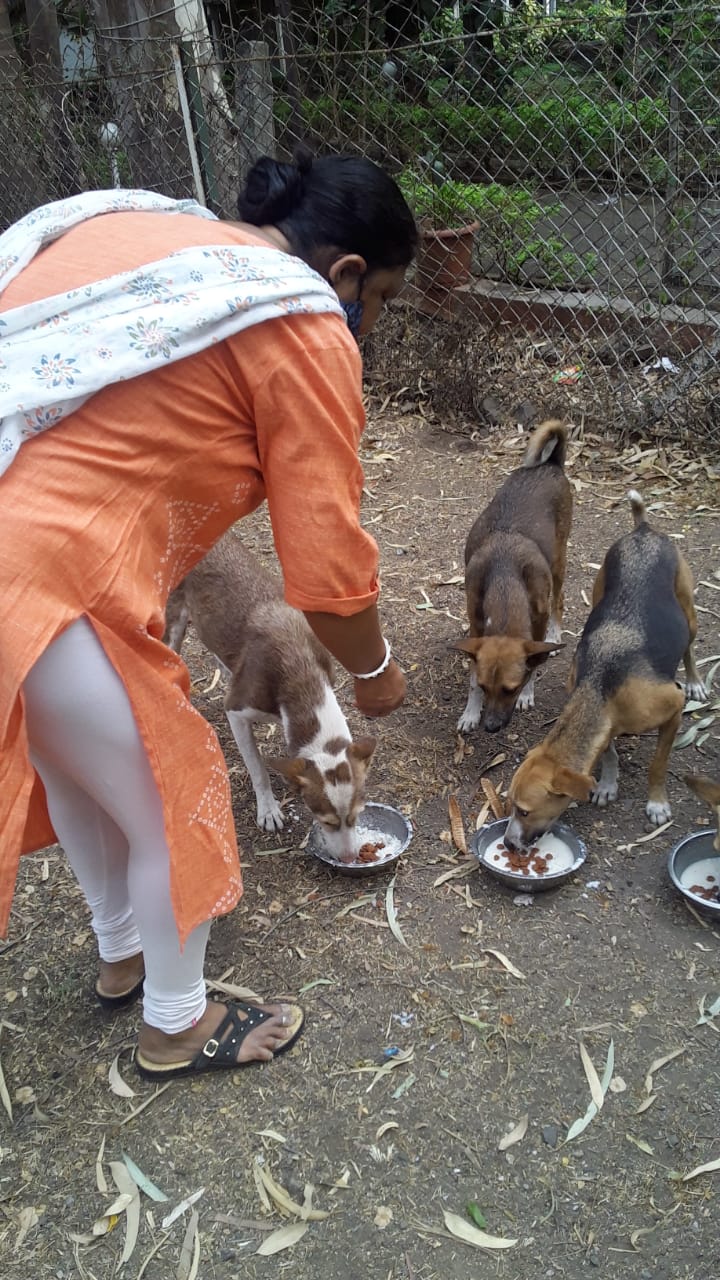 Dog Food Dog Food