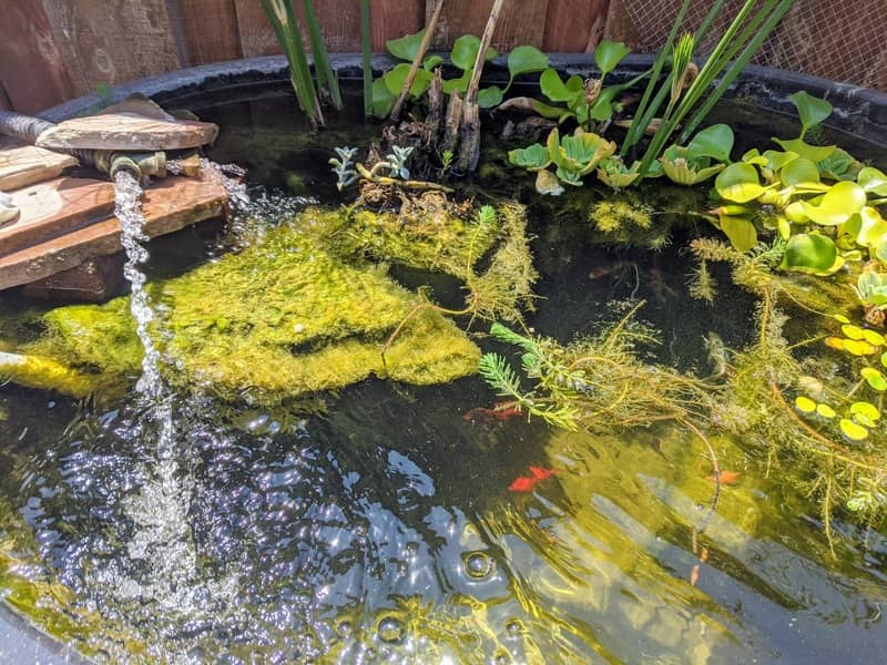 The current 100 gallon goldfish pond so to be turned into a waterfall feature.