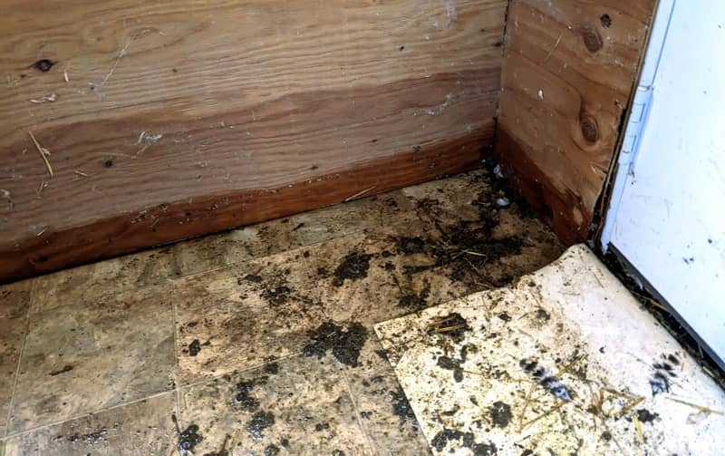 Water seeps through the walls and floor of the chicken coop as flood waters rise.