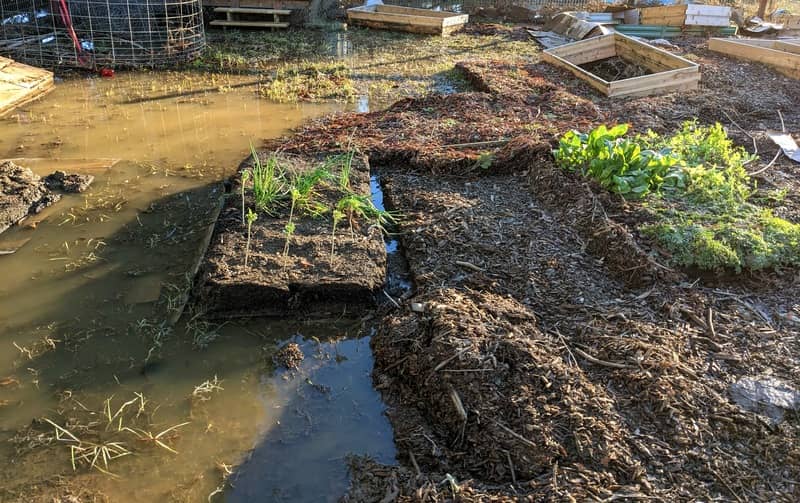 Planter boxes washed away, the outlines and winter garden grow as flood water recede.