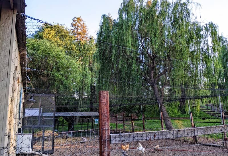 The completed zoo netting installed over the chicken and duck run spanning over 6000 square feet.