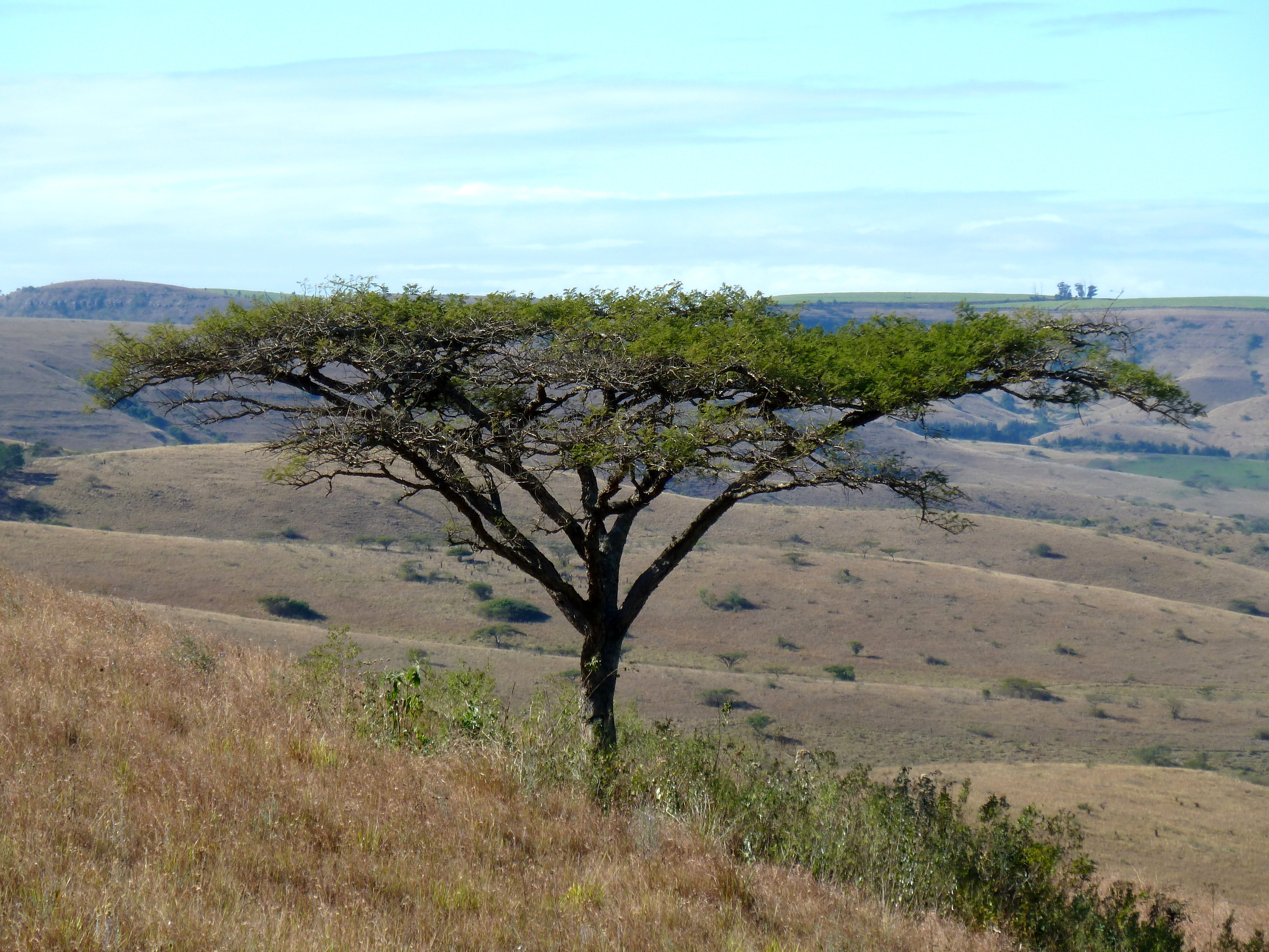 Acacia tree in the Negev landscape—open hills under a wide sky, the living timber this heritage wood echoes